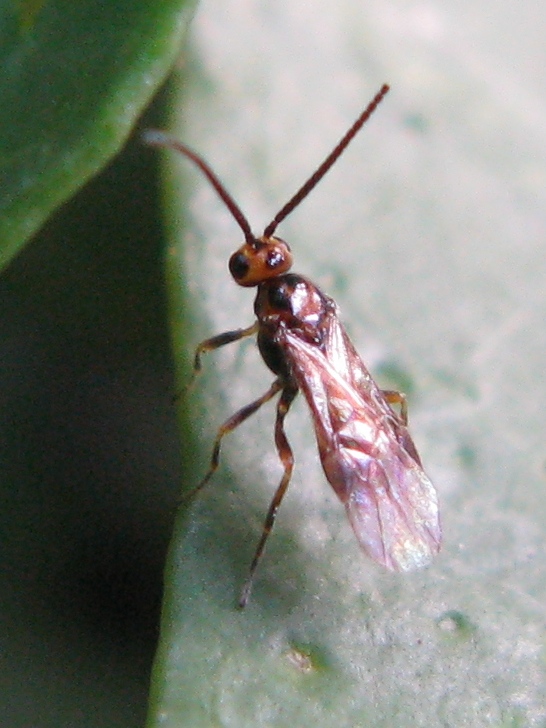 Dobbiamo stare vicini vicini (Braconidae?)